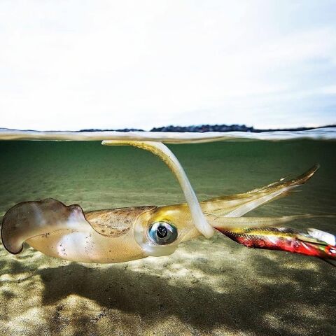 Dtd Retro Bukva Jig 8cm Glowlu Kalamar Zokası