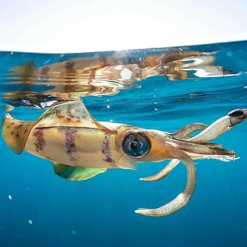 DTD Real Fish Oita 3.5 Egi Tip Run Glow 105 mm 17.5 gr Kalamar Zokası