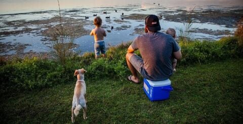 Coleman Performance Tri Color 16 QT Soğutucu Buzluk 15 Lt